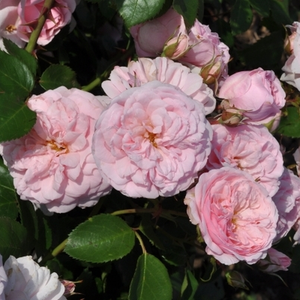 Rose pâle - rosiers couvre-sol